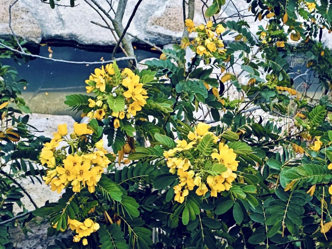 寻芳觅趣正其时,不负春景踏歌行 寻芳觅趣正其时,不负春景踏歌行